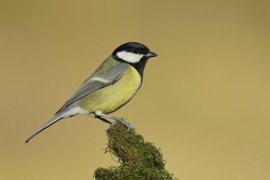 Great tit (Parus major), male on a branch covered with moss, Siegerland, North Rhine-Westphalia, Germany