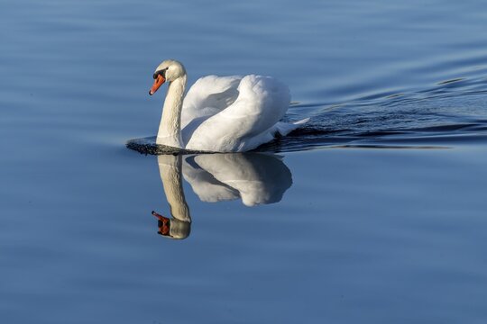 A swan gliding on a calm blue lake with a clear reflection, Mute Swan, (cygnus olor), wildlife, Germany