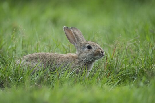 European rabbit (Oryctolagus cuniculus) in a meadow, Lower Saxony, Germany