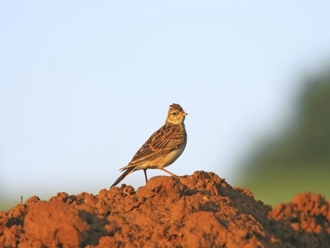 Eurasian Skylark (Alauda arvensis)