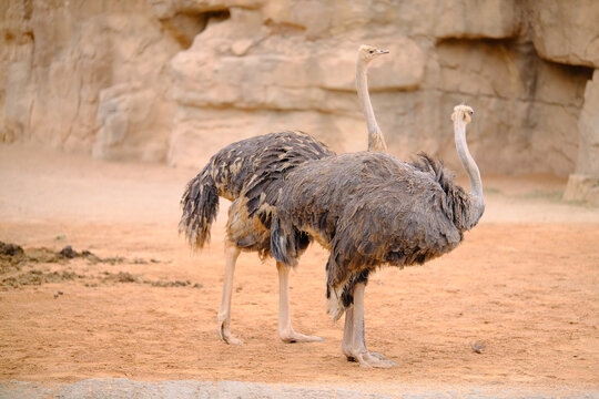 Two common ostriches standing together on dry sandy savannah ground