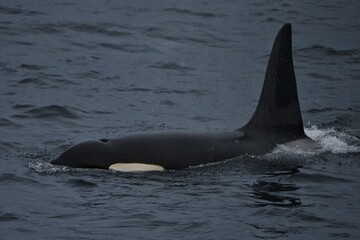 Close up of an orca killer whale swimming in the dark ocean water showing dorsal fin  © youness