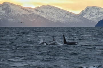 Pod of orca killer whales swimming in the ocean with snow covered mountains background  © youness