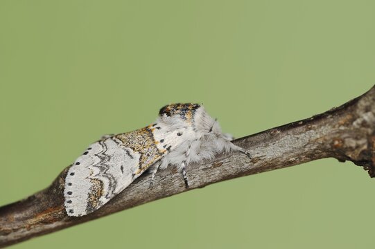 Sallow kitten moth (Furcula furcula), North Rhine-Westphalia, Germany