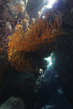 Bright orange coral, Black wire coral (Antipathes dichotoma) shining in the light in a sea cave, dive site St Johns Caves, Saint Johns Reef, Red Sea, Egypt