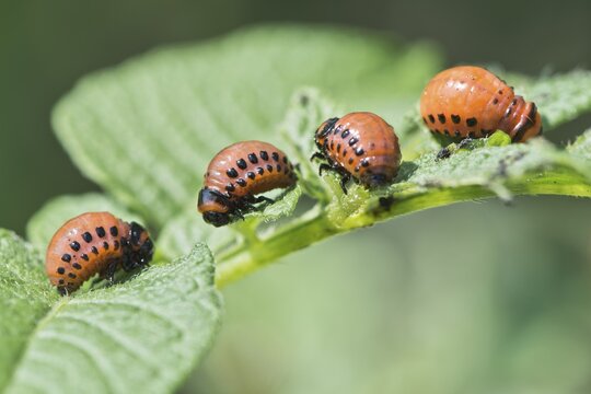Larvae of the Colorado potato beetle (Leptinotarsa decemlineata), Emsland, Lower Saxony, Germany