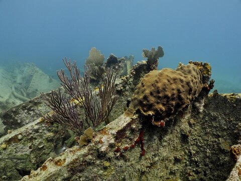 Wreck of the Benwood. Dive site John Pennekamp Coral Reef State Park, Key Largo, Florida Keys, Florida, USA