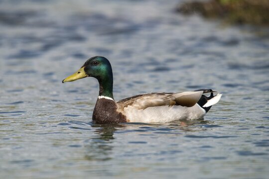 Anas platyrhynchos, mallard, mallard, anatidae, birds, ducks, ducks, ducks, male, birds, waterbirds, waterbirds