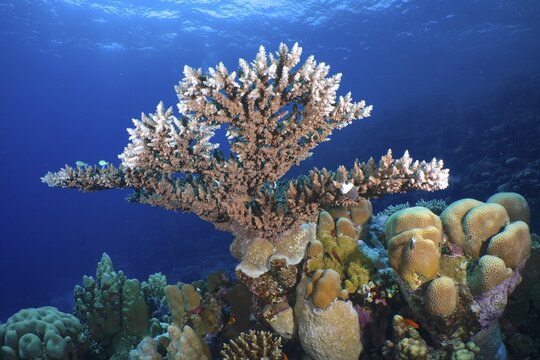 Pharaoh antler coral (Acropora pharaonis), House Reef dive site, Mangrove Bay, El Quesir, Red Sea, Egypt