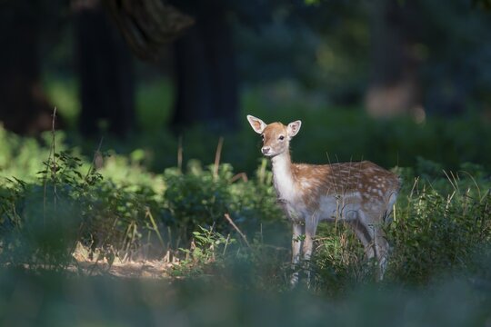 Fallow deer (Dama dama) juvenile fawn standing in a woodland, England, United Kingdom