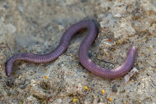 Blanus cinereus, Moorish web digs, Mediterranean worm lizard, web burrow, ringworm, lizards, Extremadura, reptiles, lizards, reptilia, reptiles, Spain