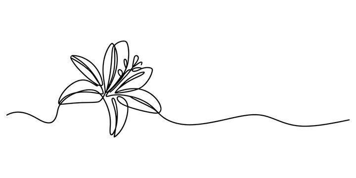 Continuous single line drawing of a beautiful lily flower
