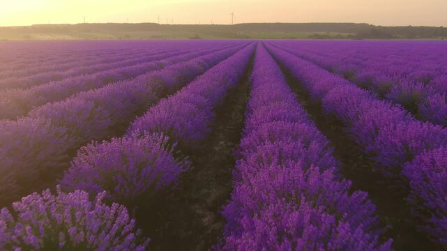 Aerial view of vibrant lavender field in full bloom during golden hour with rows stretching towards the horizon in Shabla, Dobrich Province, Bulgaria.