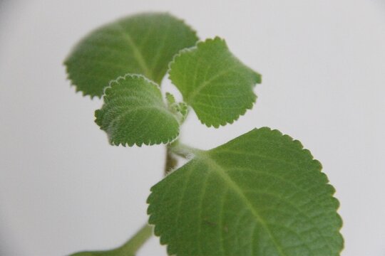 Detail of a Plectranthus, or spur-flower
