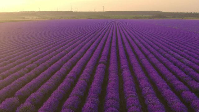 Aerial view of blooming lavender field at sunset with rows stretching into the distance under a warm golden sky in Shabla, Dobrich Province, Bulgaria.