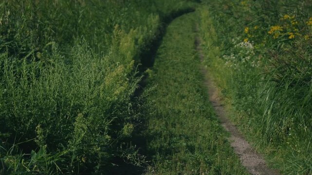 A Curving Rural Road with Wheel Ruts Through a Sunlit Grassland
