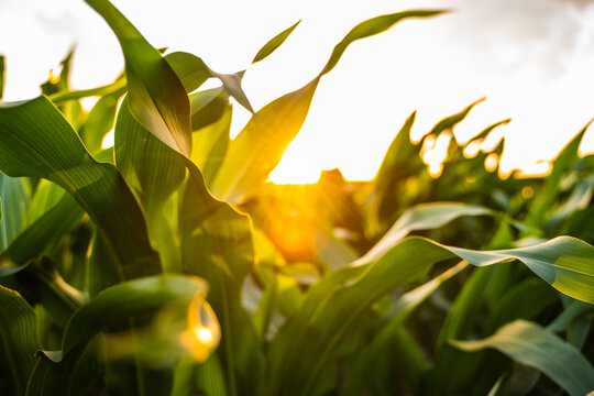 Corn field with lush green leaves growing under golden hour sunset light, agriculture and farming concept