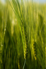 Fototapeta premium Green barley ear growing in agricultural field, capturing early stage grain development for organic farming and sustainable food production