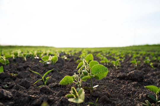 Young soybean plants growing in cultivated soil at sunset, symbolizing new life, agriculture, and sustainable farming