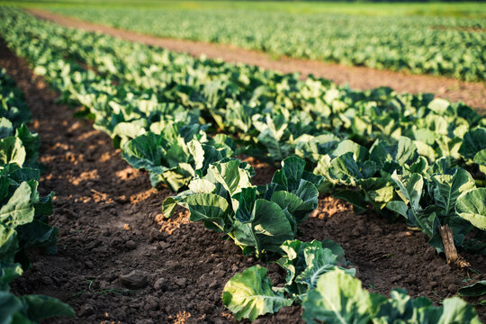 Green vegetable plants growing in neat rows creating a natural farm landscape in cultivated agricultural field