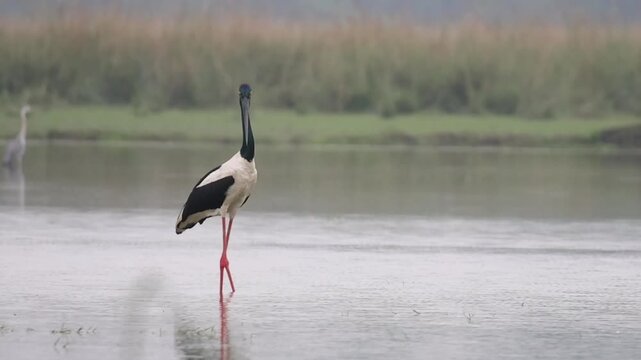 Fishing of a Black-necked Stork bird.