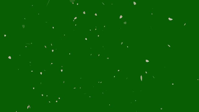 Elegant pink cherry blossom petals rain loop animation on green background, wedding videos and romantic visual background, animation assets loop, Pink petal animation for festivals.4k video