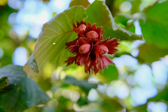 Red filbert hazelnut cluster corylus maxima ripening on leafy branch outdoors