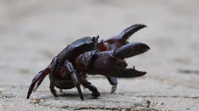 A crab with his huge claws.