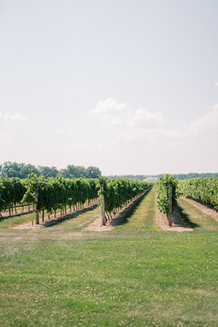 Rows of grapevines in a lush vineyard landscape