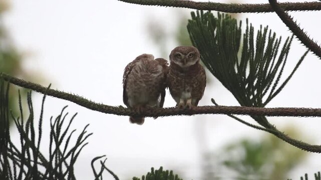A Spotted Owlet pair is sitting together on a branch of a tree.
