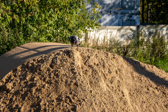 Hooded crow standing on top of sand pile looking down, construction site in sunlight