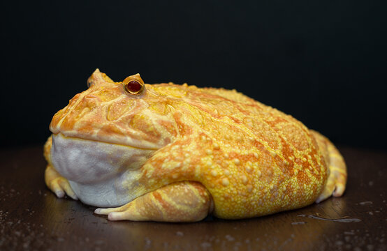 Pacman Frog