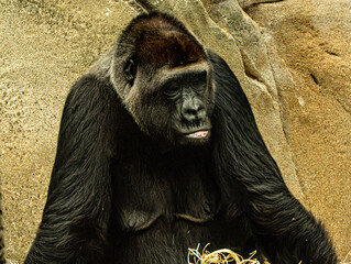 Western lowland gorilla (Gorilla gorilla gorilla) at ZooParc de Beauval in France. This powerful great ape is characterized by its muscular build, dark fur, broad face, and expressive eyes. © Ludovic