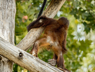 Bornean orangutan (Pongo pygmaeus) at ZooParc de Beauval in France. This intelligent great ape is recognized by its reddish-orange fur, long arms, and expressive face. A wildlife photograp © Ludovic