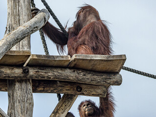 Bornean orangutan (Pongo pygmaeus) at ZooParc de Beauval in France. This intelligent great ape is recognized by its reddish-orange fur, long arms, and expressive face. A wildlife photograp © Ludovic