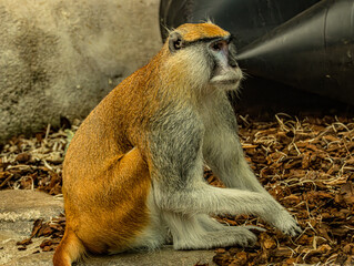 Patas monkey (Erythrocebus patas) at ZooParc de Beauval in France. African primate with a slender body, long limbs, reddish-brown coat and distinctive facial markings. Wildlife portrait highlighting © Ludovic