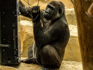 Western lowland gorilla (Gorilla gorilla gorilla) at ZooParc de Beauval in France. This powerful great ape is characterized by its muscular build, dark fur, broad face, and expressive eyes. © Ludovic
