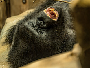 Western lowland gorilla (Gorilla gorilla gorilla) at ZooParc de Beauval in France. This powerful great ape is characterized by its muscular build, dark fur, broad face, and expressive eyes. © Ludovic