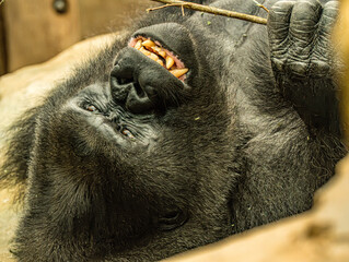 Western lowland gorilla (Gorilla gorilla gorilla) at ZooParc de Beauval in France. This powerful great ape is characterized by its muscular build, dark fur, broad face, and expressive eyes. © Ludovic