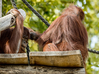 Bornean orangutan (Pongo pygmaeus) at ZooParc de Beauval in France. This intelligent great ape is recognized by its reddish-orange fur, long arms, and expressive face. A wildlife photograp © Ludovic