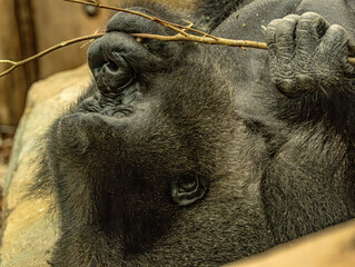 Western lowland gorilla (Gorilla gorilla gorilla) at ZooParc de Beauval in France. This powerful great ape is characterized by its muscular build, dark fur, broad face, and expressive eyes. © Ludovic
