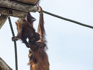Bornean orangutan (Pongo pygmaeus) at ZooParc de Beauval in France. This intelligent great ape is recognized by its reddish-orange fur, long arms, and expressive face. A wildlife photograp © Ludovic