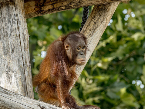 Bornean orangutan (Pongo pygmaeus) at ZooParc de Beauval in France. This intelligent great ape is recognized by its reddish-orange fur, long arms, and expressive face. A wildlife photograp
