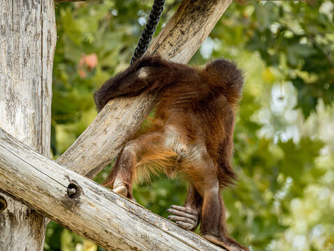 Bornean orangutan (Pongo pygmaeus) at ZooParc de Beauval in France. This intelligent great ape is recognized by its reddish-orange fur, long arms, and expressive face. A wildlife photograp