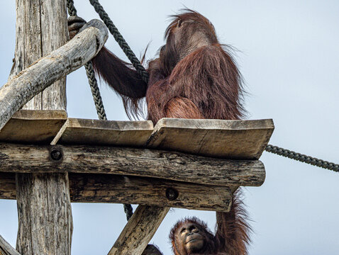 Bornean orangutan (Pongo pygmaeus) at ZooParc de Beauval in France. This intelligent great ape is recognized by its reddish-orange fur, long arms, and expressive face. A wildlife photograp