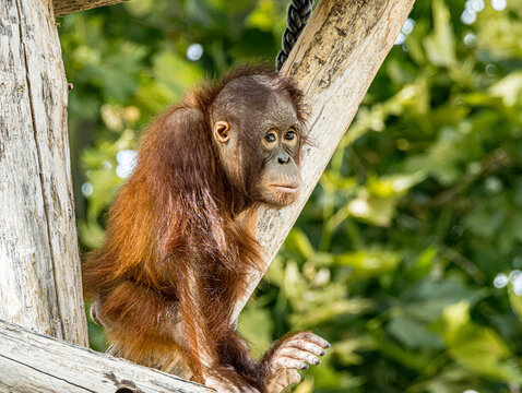 Bornean orangutan (Pongo pygmaeus) at ZooParc de Beauval in France. This intelligent great ape is recognized by its reddish-orange fur, long arms, and expressive face. A wildlife photograp