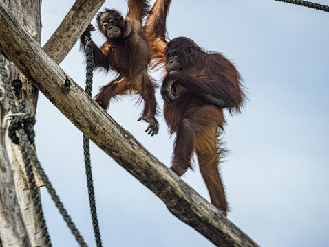 Bornean orangutan (Pongo pygmaeus) at ZooParc de Beauval in France. This intelligent great ape is recognized by its reddish-orange fur, long arms, and expressive face. A wildlife photograp