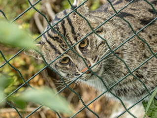 Fishing cat (Prionailurus viverrinus), a wild Asian felid known for its strong swimming ability and adaptation to wetlands. Close-up wildlife portrait highlighting its distinctive facial features © Ludovic