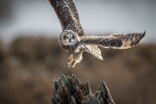 View of a short-eared owl with striking yellow eyes and spread wings landing on a weathered wooden stump in Delta, British Columbia, Canada.