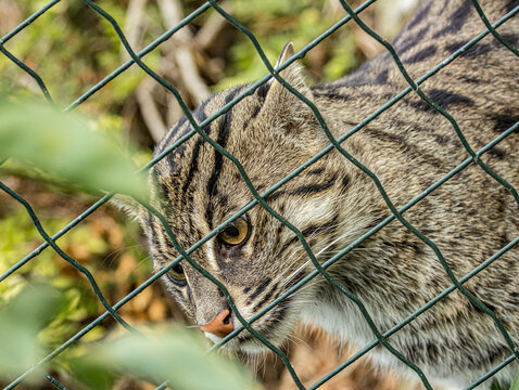 Fishing cat (Prionailurus viverrinus), a wild Asian felid known for its strong swimming ability and adaptation to wetlands. Close-up wildlife portrait highlighting its distinctive facial features